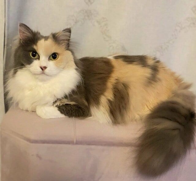 「ナニカ？」ゴージャスな美猫がソファーで爪とぎ後に見せた堂々たる〈ドヤ顔〉に笑ってしまう