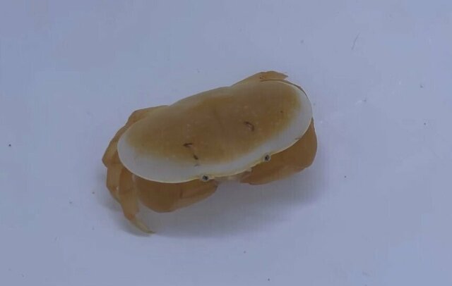貯水タンクで発見した「パンケーキのような生物」　あまりにもかわいいビジュアルに癒される