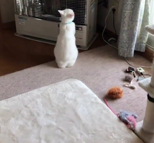【まるで人間】ストーブに手をかざす猫ちゃんの「かじりつき」な姿に笑ってしまう