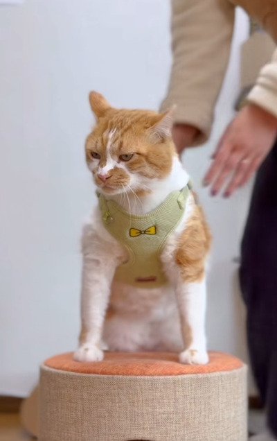 おとなしく帽子を被って…♡「緑の人気キャラクター」に変身する猫ちゃんが楽しそうと18万人がホッコリ