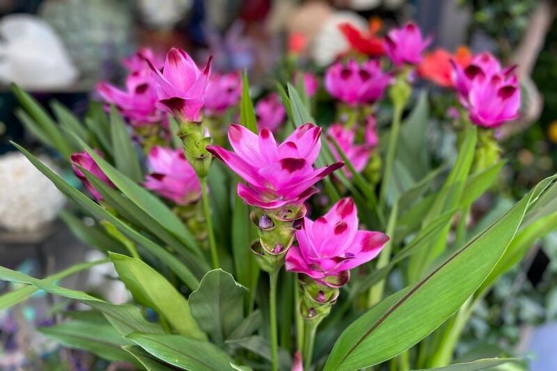 【狭い庭のガーデニング】今が植えどきの《春植え夏咲き球根植物》10選！植えっぱなしOKの花も