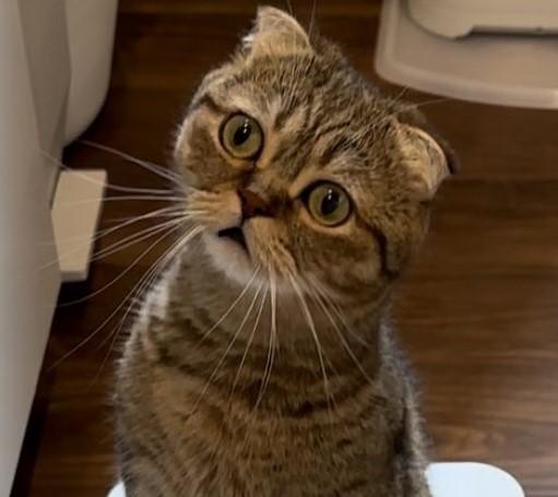 出所：@ponpokopontanu