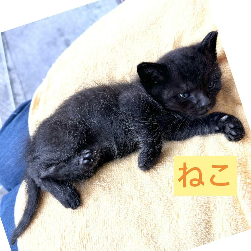 出所：@Tanuki_Mum