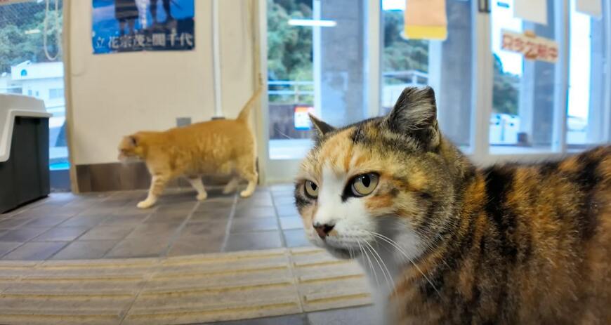 出所：@ImpressedCatVideo