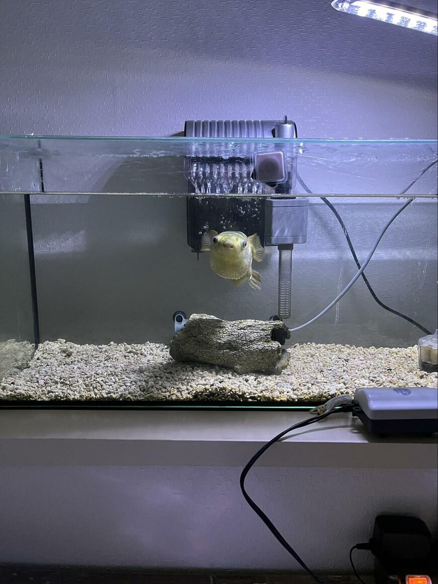 出所：@sakana_osakana5