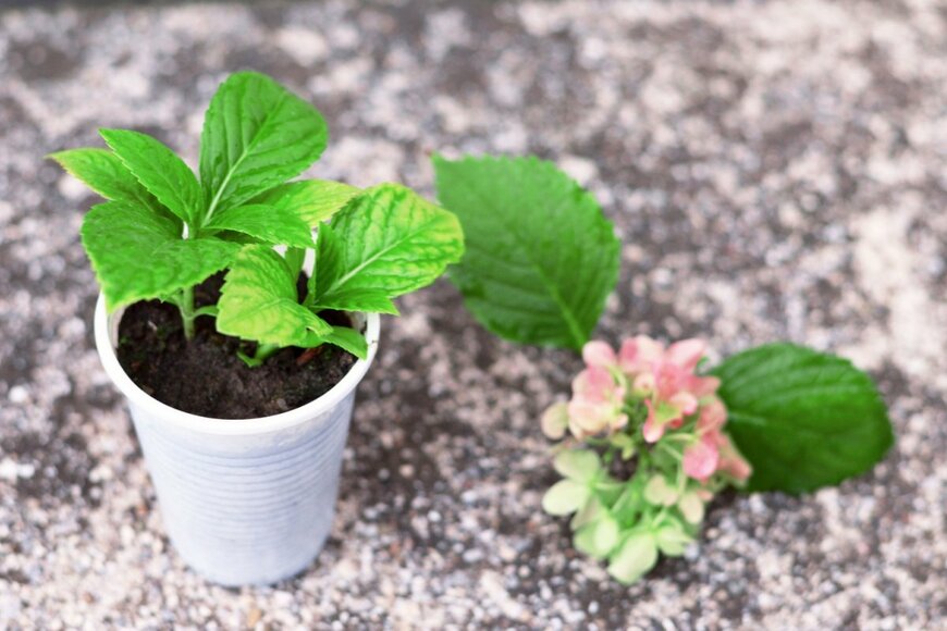 izzzy71/shutterstock.com