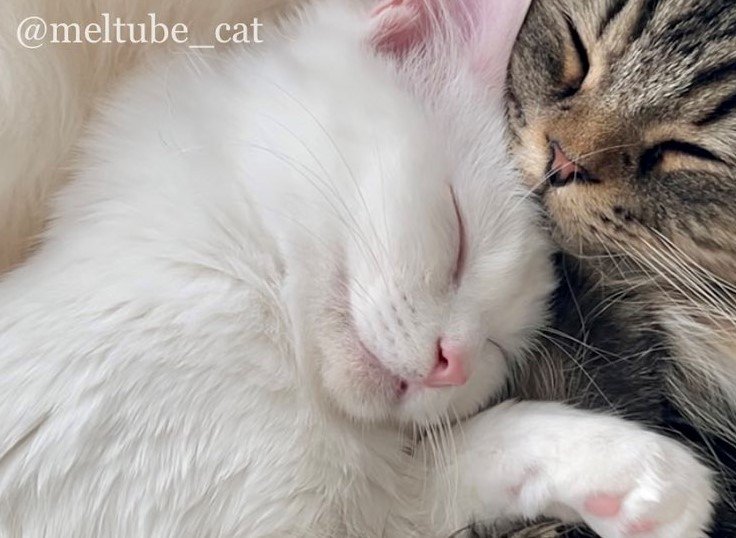 出所：@meltube_cat
