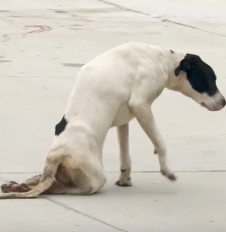 「命を落とす可能性が高い」駐車場で足を引きずる犬を救助　2ヶ月後の変化に胸が熱くなる