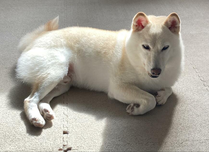 出所：@sora_haruico