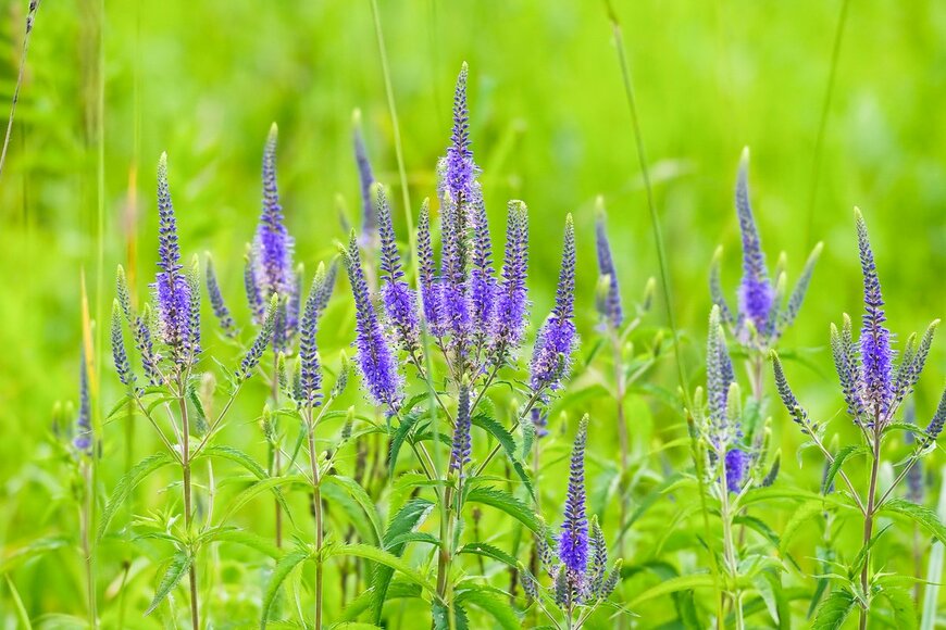 Aleoks/Shutterstock.com