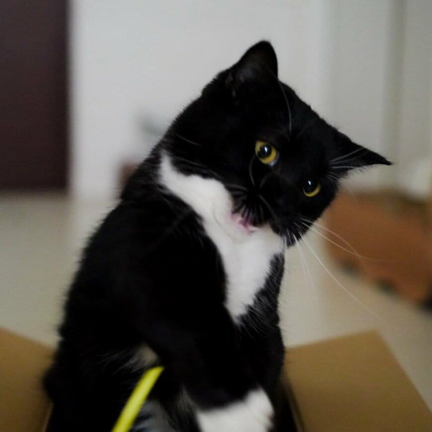 出所：＠unicouniuni3