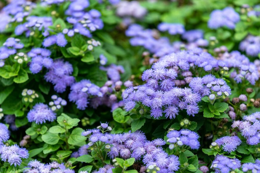 Picmin/shutterstock.com