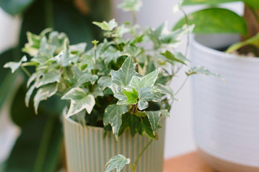 witita leelasutanon/shutterstock.com