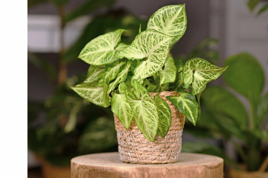 Firn/istockphoto.com