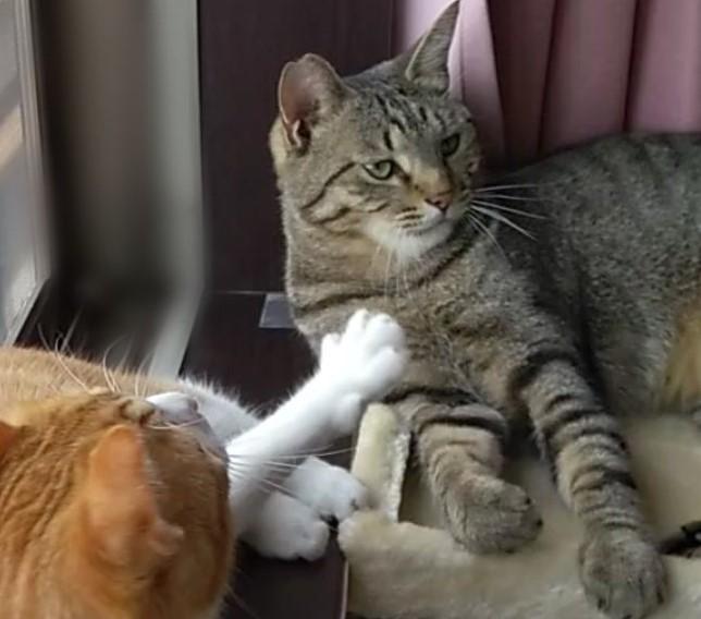 出所：@mero627puri914