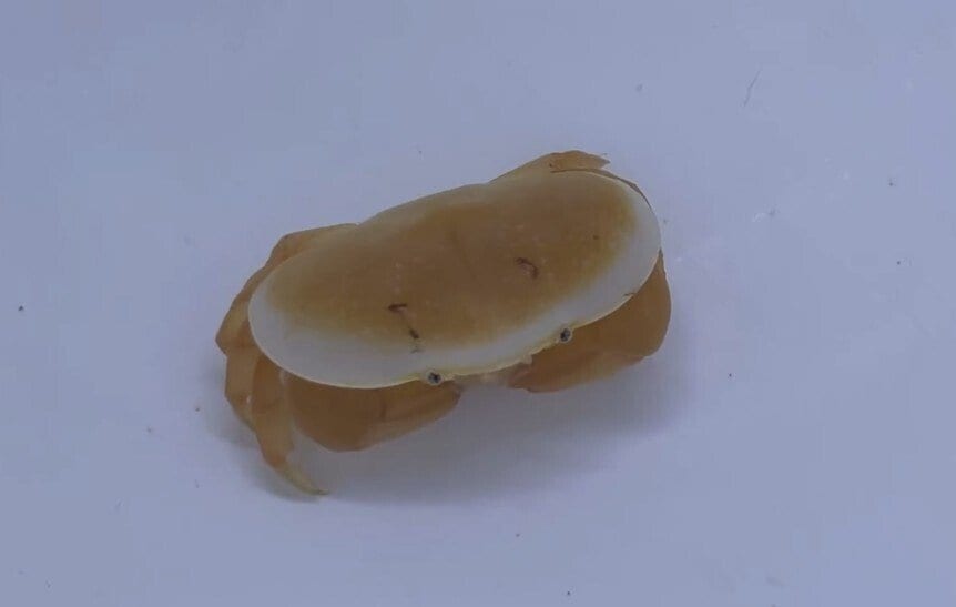 貯水タンクで発見した「パンケーキのような生物」　あまりにもかわいいビジュアルに癒される