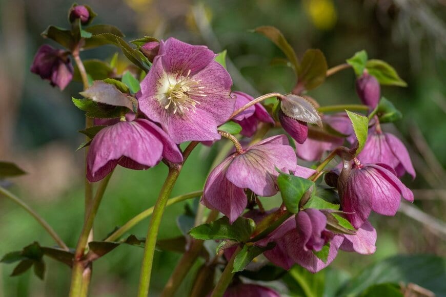 Iva Vagnerova/shutterstock.com