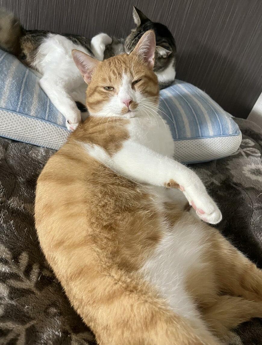 出所：@Neko2Obasan