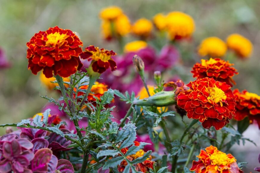 FADZLEE MATSITUM/shutterstock.com