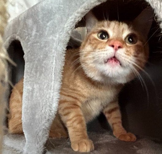 【警戒心ゼロ】好奇心旺盛な元保護猫が見せた至福のお昼寝姿に癒される　安心しきった表情が話題