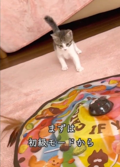 出所：＠lumi.towncat