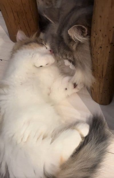 出所：＠maguro_hokke