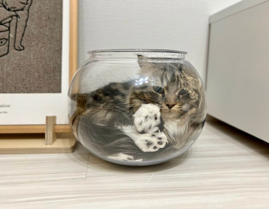 出所：@meltube_cat