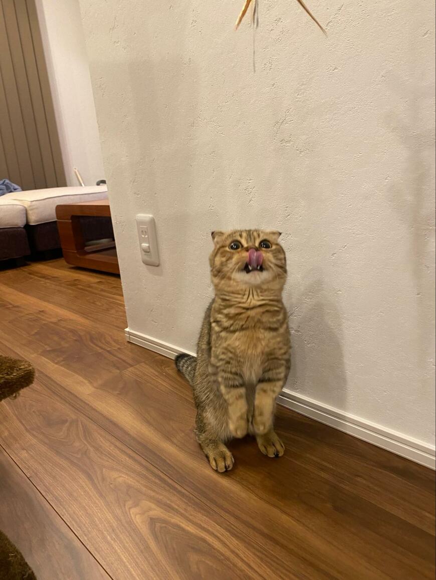 出所：@ponpokopontanu