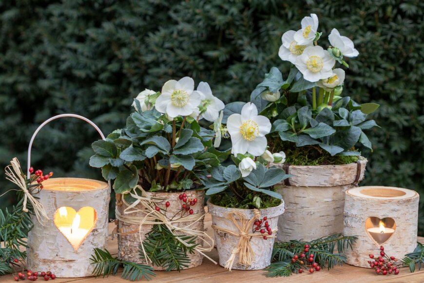 Natalia Greeske/shutterstock.com