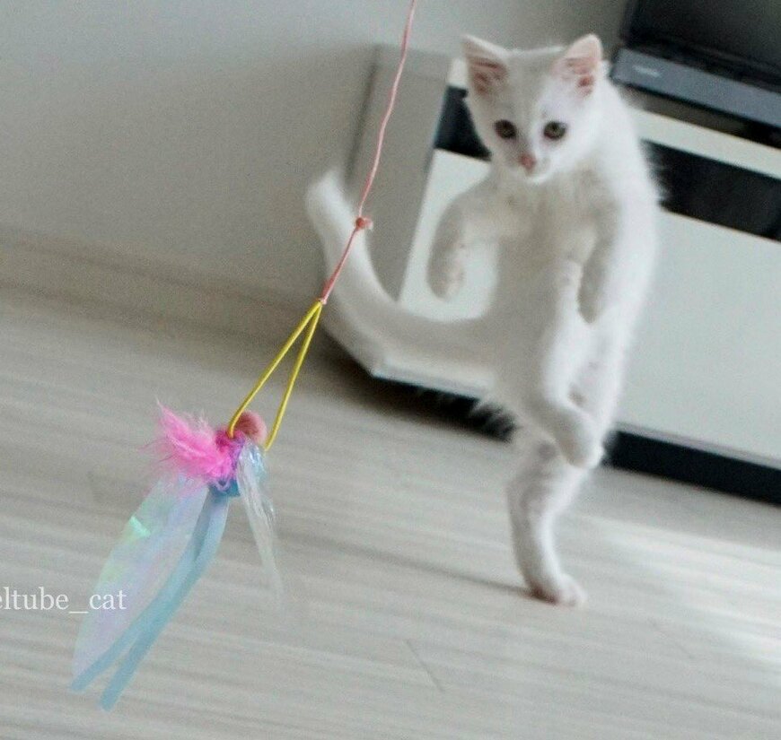 出所：@meltube_cat