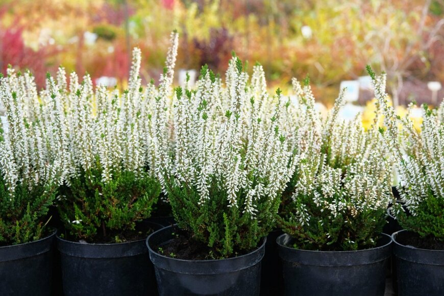 Ga_Na/shutterstock.com