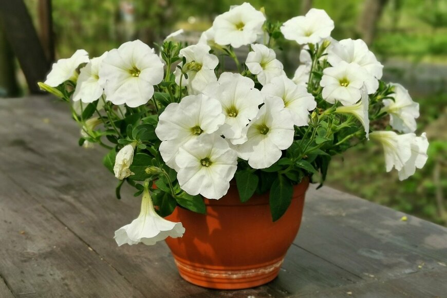 ペチュニア　Elena Iavorskaia/istockphoto.com