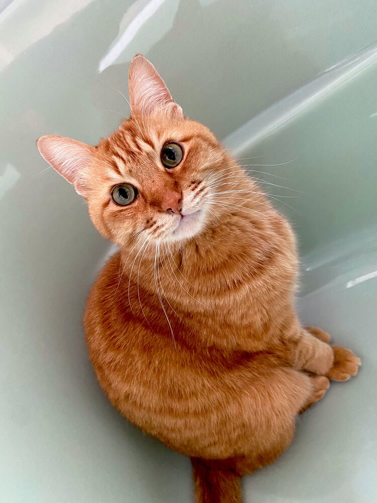 出所：@Adonis_Beginner