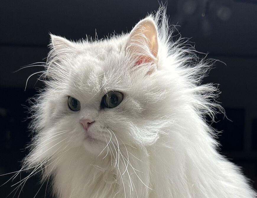 出所：@NEKOLAND13