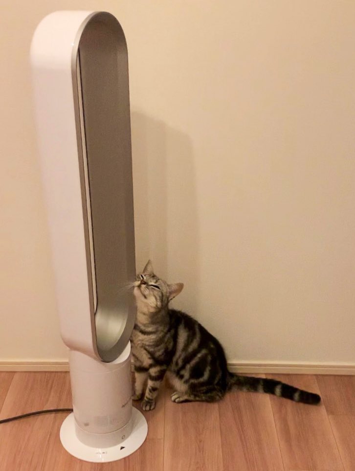 扇風機の電源を切ると…猫がとった予想外の行動が195万表示