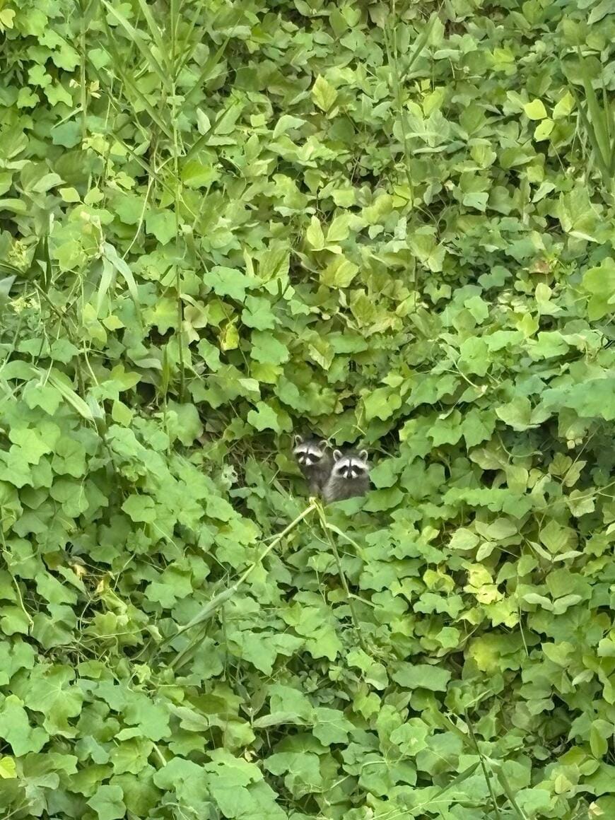 出所：@ribenseijin