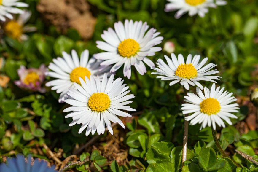 Ocskay Mark/shutterstock.com