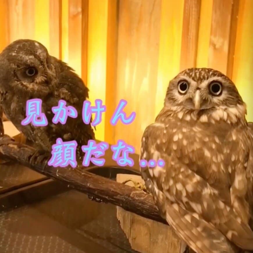 【笑いを取るフクロウ】「相手致す！」殿様に変身するも「アラッ」見事な熱演をする劇団員に拍手喝采