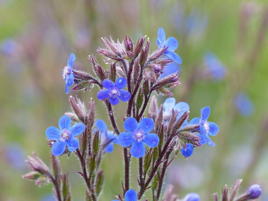 guentermanaus/shutterstock.com