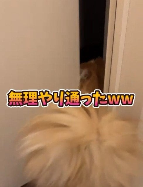 出所：＠cat.kinakomochi