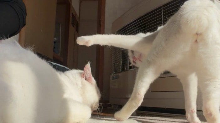 【関係性にクスッ】猫ちゃんたちの「フェイント」と「いいリアクション」が話題に