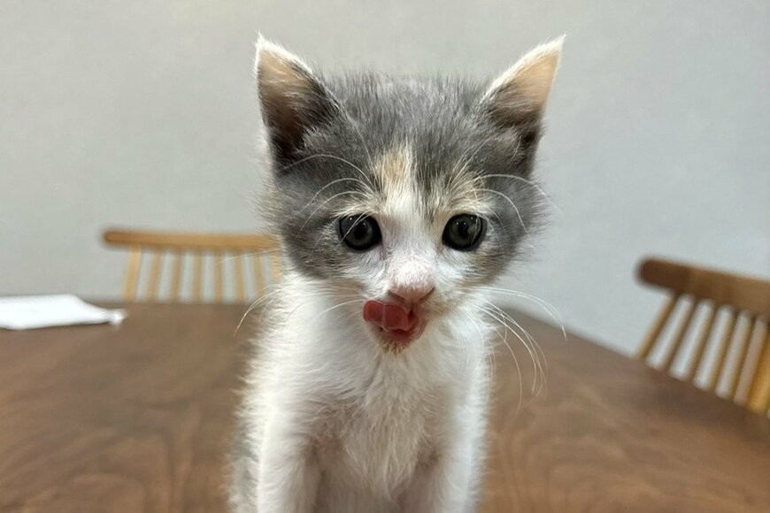 出所：@omochi_nam01