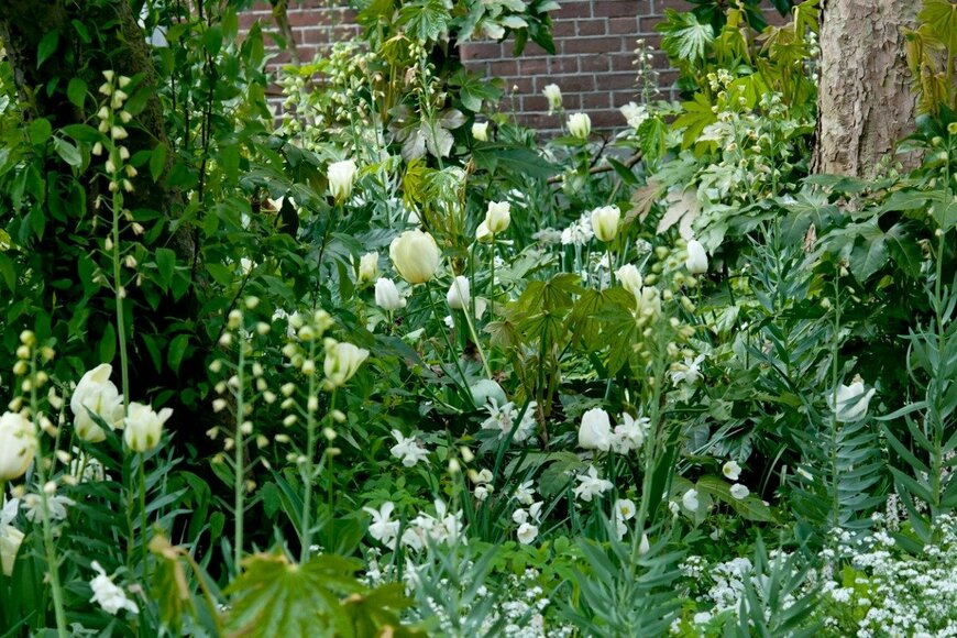 【ガーデニング】夏に咲く白い花8選&涼しげなホワイトガーデン作りのコツ