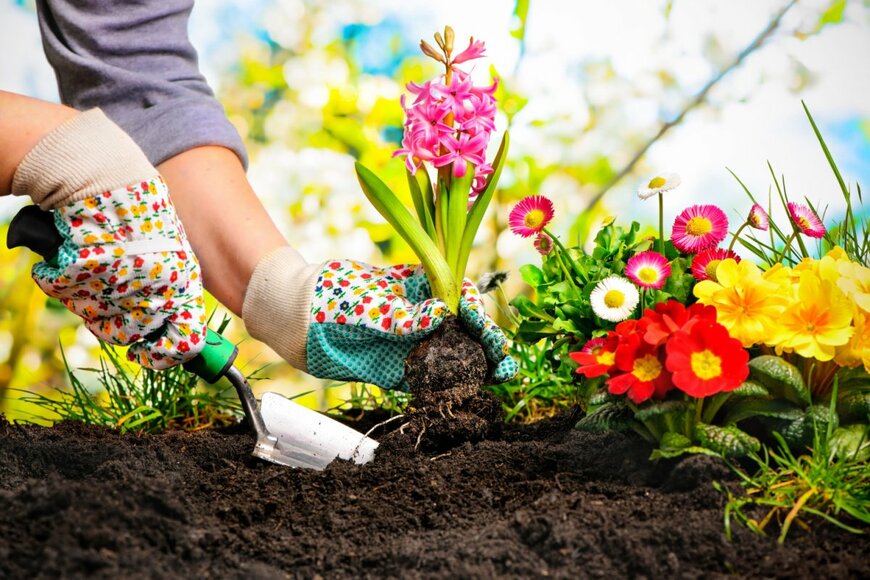 【ガーデニング】春はガーデニングの始めどき！植物を育てるときに、初心者が気をつけておきたいアレコレ