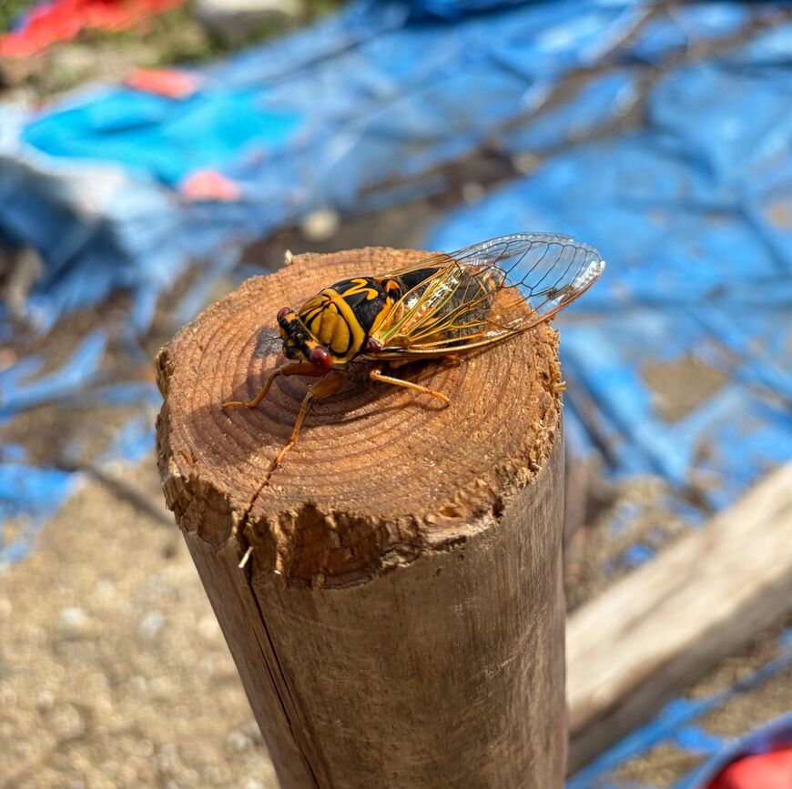 関西ではあまり見かけない珍しいセミ