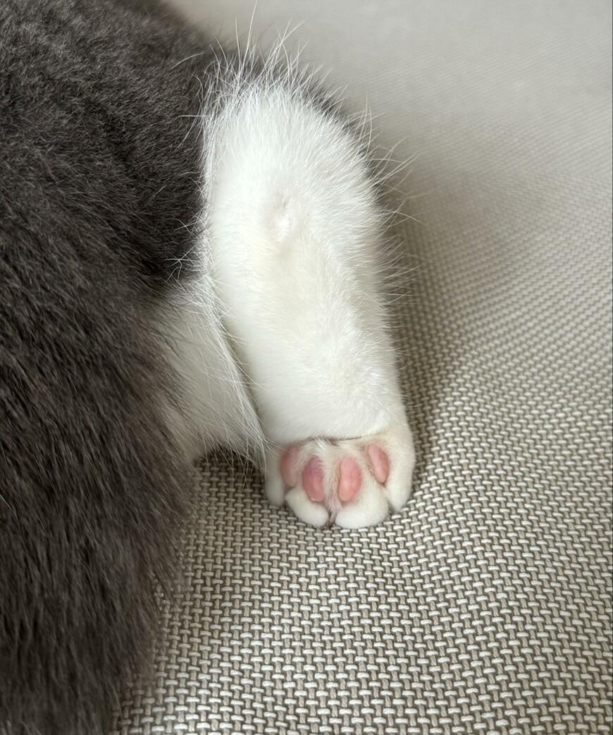 ピンク色の肉球