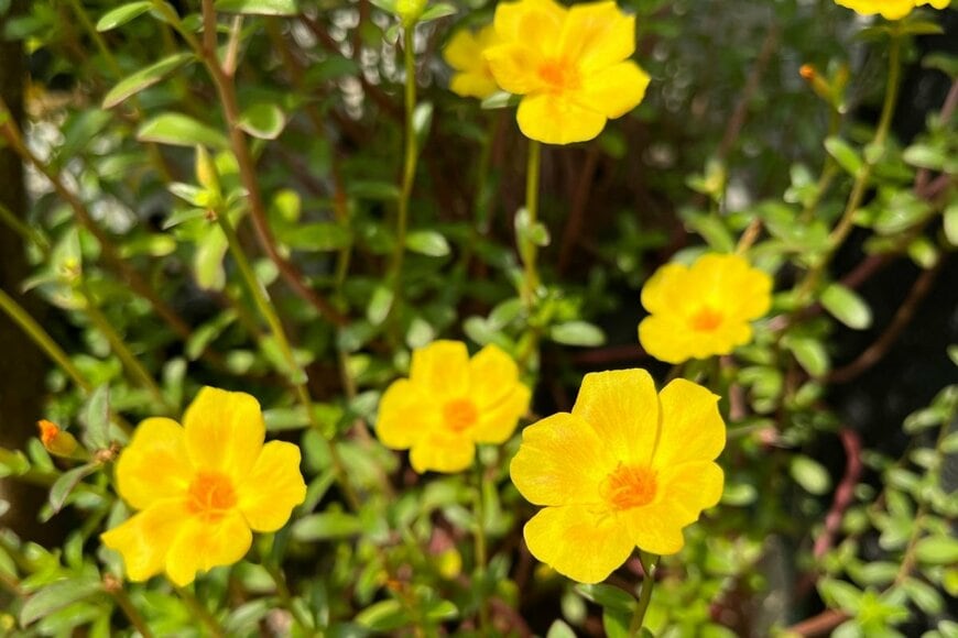 黄色い花を咲かせているポーチュラカ