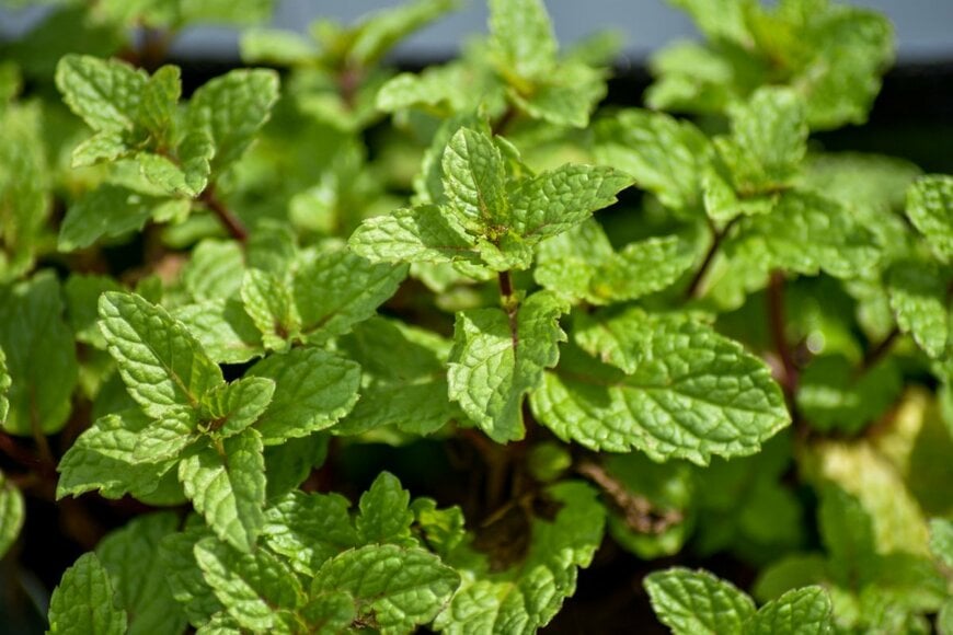 ミントの葉の写真