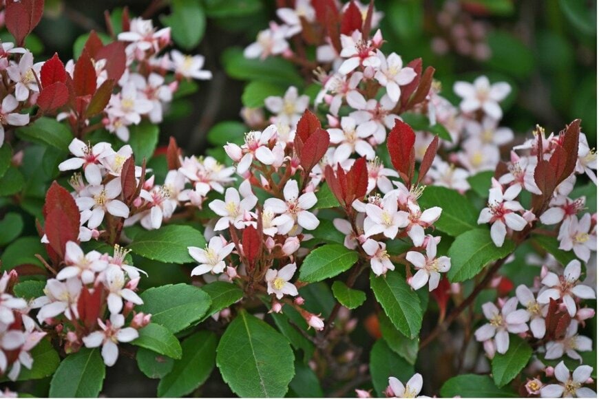ヒメシャリンバイの花。色は薄いピンク、ウメに似た形。