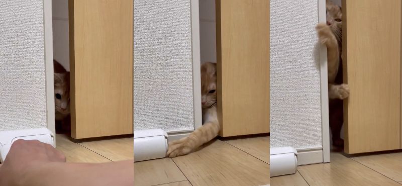 投稿動画のワンシーン